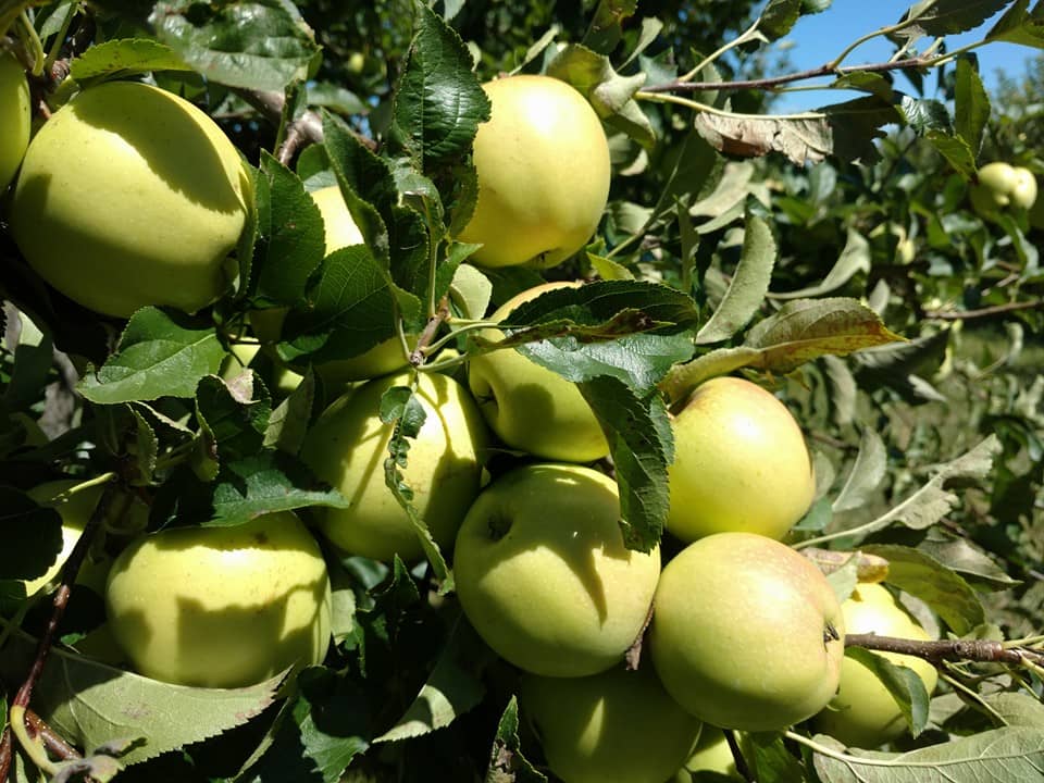 GreenApples